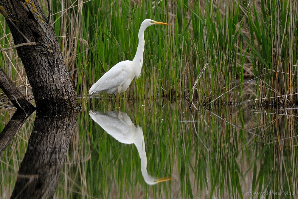 Casmerodius albus (Airone bianco maggiore).jpg
